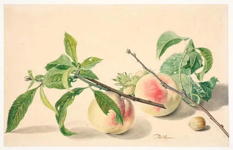 Natura morta con pesche e nocciole - The Courtauld, London